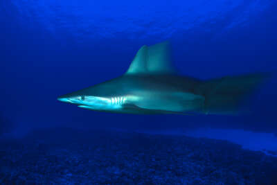   Grey Reef Shark, Carcharhinus Amblyrhynchos, Hawaii von David Fleetham
