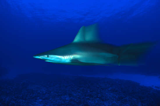 Grey Reef Shark, Carcharhinus Amblyrhynchos, Hawaii