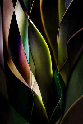  living room art themes: Cactus Abstraction 04 by Ed Freeman