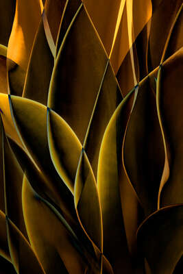   Cactus Abstraction 01 by Ed Freeman