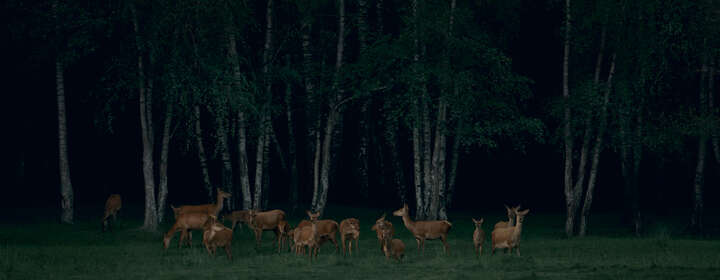   Pride of Deer #1 by Frank Stöckel