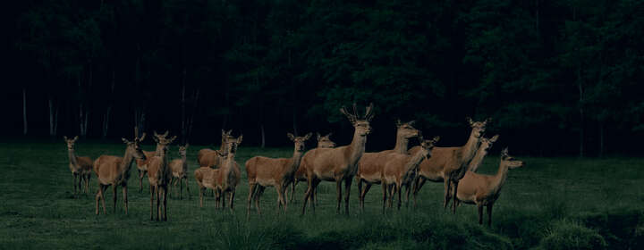   Pride of Deer #2 by Frank Stöckel