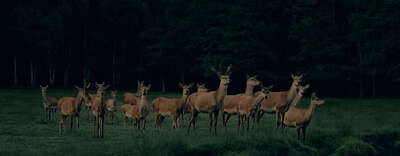   Pride of Deer #2 by Frank Stöckel