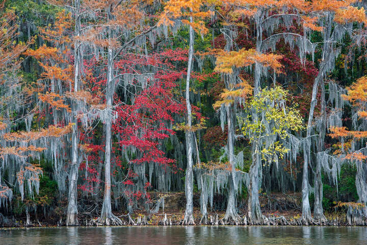   The Big Cypress Bayou von Georg Popp