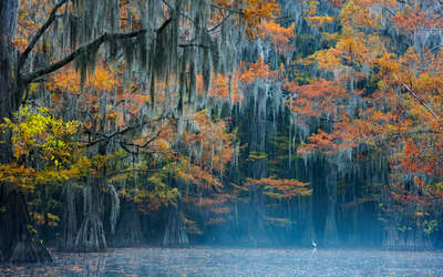  Colorful Wall Art: Color Diversity: Silent Morning in the Cypress Swamp by Georg Popp