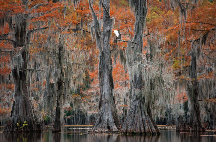   Mill Pond in Autumn by Georg Popp