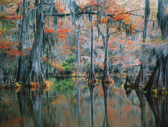 The Secret Cypress Swamp
