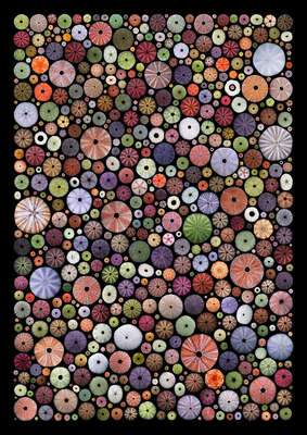  Bunte Bilder: Sea Urchin Shells by Georg Popp