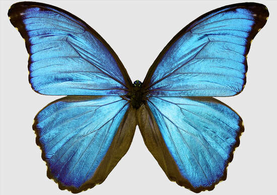 Butterfly III