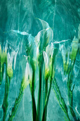   Lilies by Heiko Hellwig