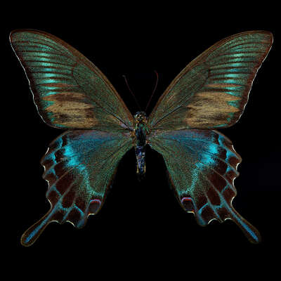   Butterfly by Heiko Hellwig