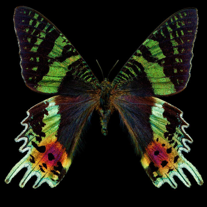 Butterfly II von Heiko Hellwig