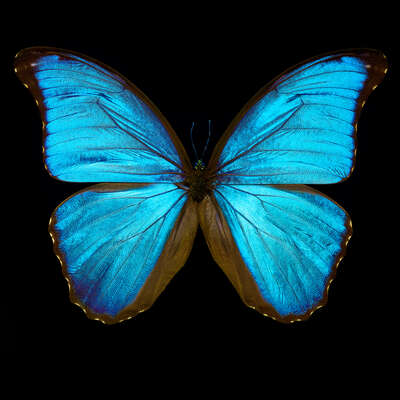  Curated abstract blue artworks: Butterfly III by Heiko Hellwig