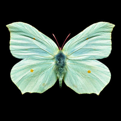  curated acrylic artworks: Butterfly V by Heiko Hellwig