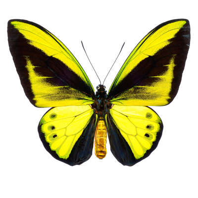   Butterfly VIII by Heiko Hellwig