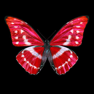   Butterfly X by Heiko Hellwig