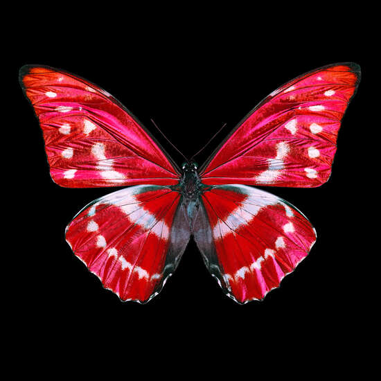 Butterfly X