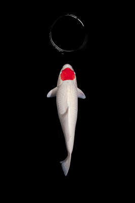  Fische Bilder Tancho Kohaku von Heiko Hellwig