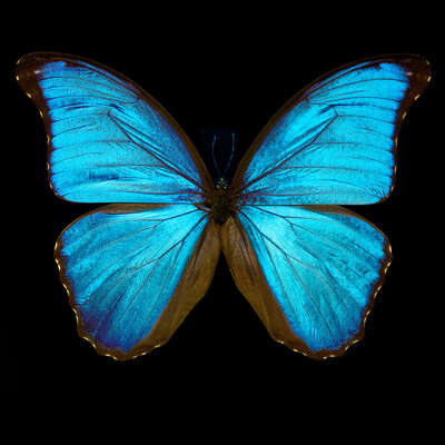  Acrylglasbilder: Butterfly III von Heiko Hellwig