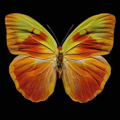  selection of prints for the living room: Butterfly  XI by Heiko Hellwig