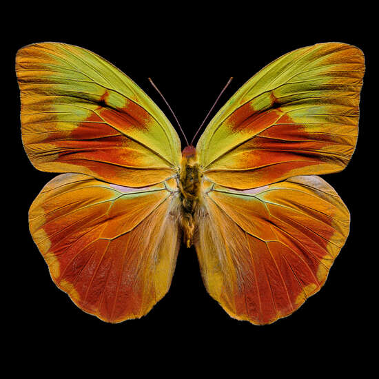 Butterfly  XI