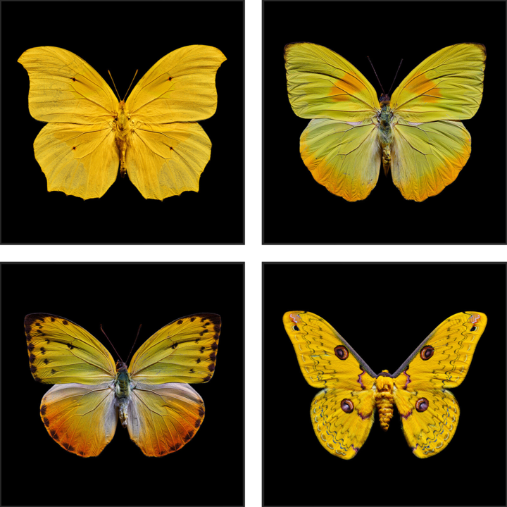   Butterfly Grid yellow by Heiko Hellwig