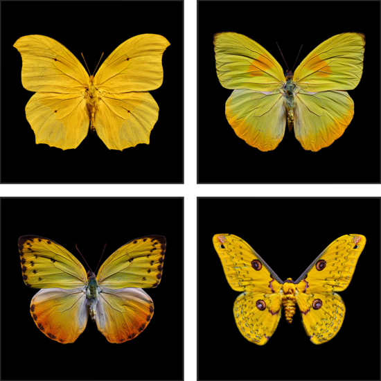 Butterfly Grid yellow