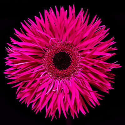  Blumenbild: Blossom III von Heiko Hellwig