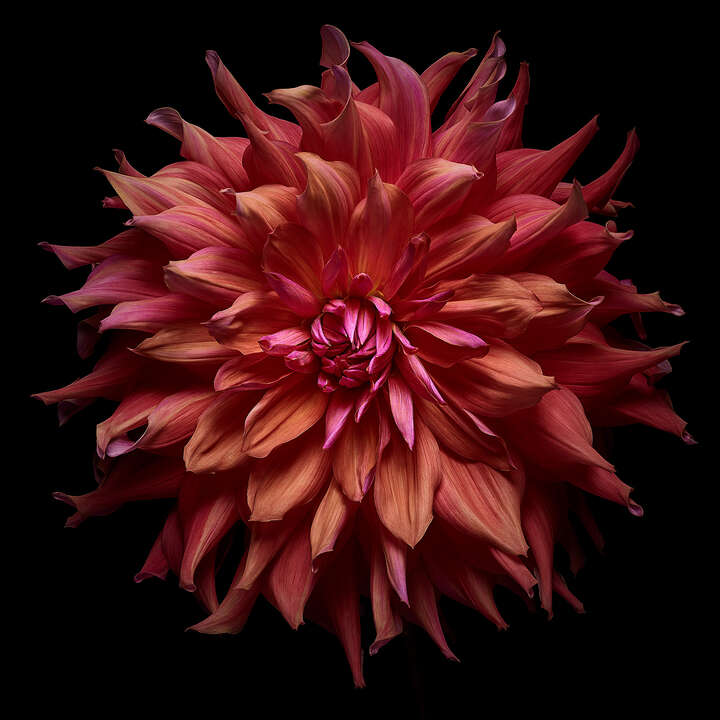   Dahlia II by Heiko Hellwig