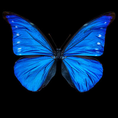  Minimalismus Bilder: Butterfly XII von Heiko Hellwig
