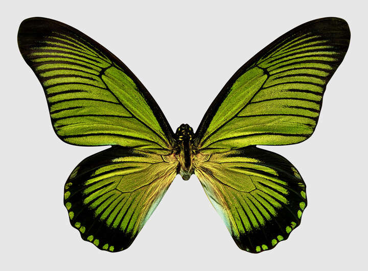 Butterfly XIII by Heiko Hellwig
