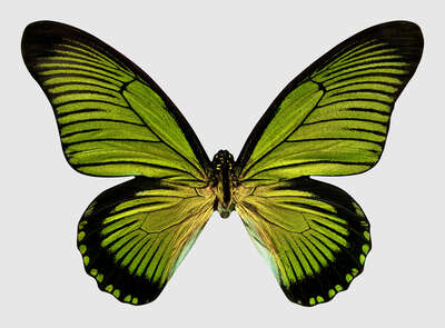   Butterfly XIII de Heiko Hellwig