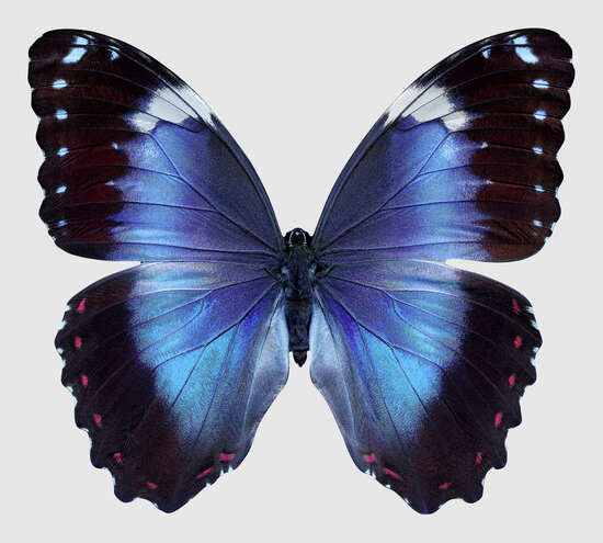 Butterfly XIV