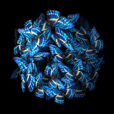  Schmetterlinge Bilder Blue Rhapsody von Heiko Hellwig
