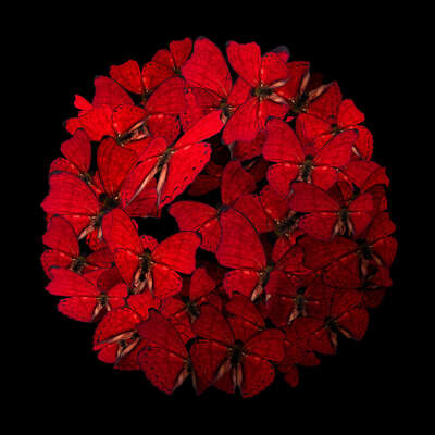  Schmetterlinge Bilder Red Rhapsody von Heiko Hellwig