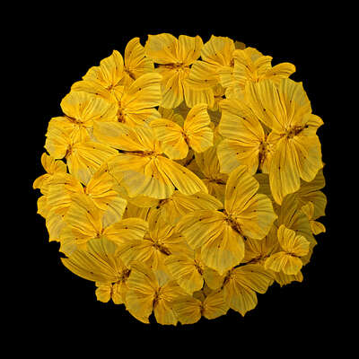  Schmetterlinge Bilder Yellow Rhapsody von Heiko Hellwig