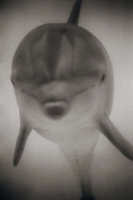  Black and White Photography: Bottlenose Dolphin II by Henry Horenstein