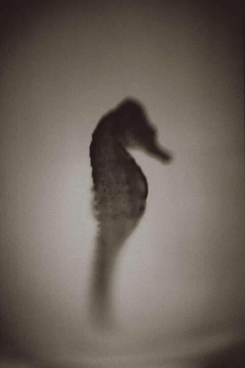 Seahorse by Henry Horenstein