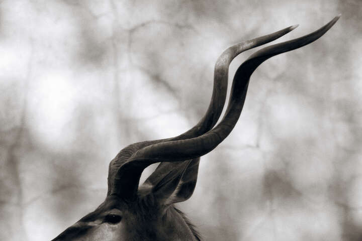 Greater Kudu by Henry Horenstein