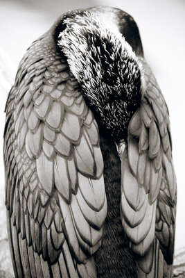   Great Cormorant von Henry Horenstein