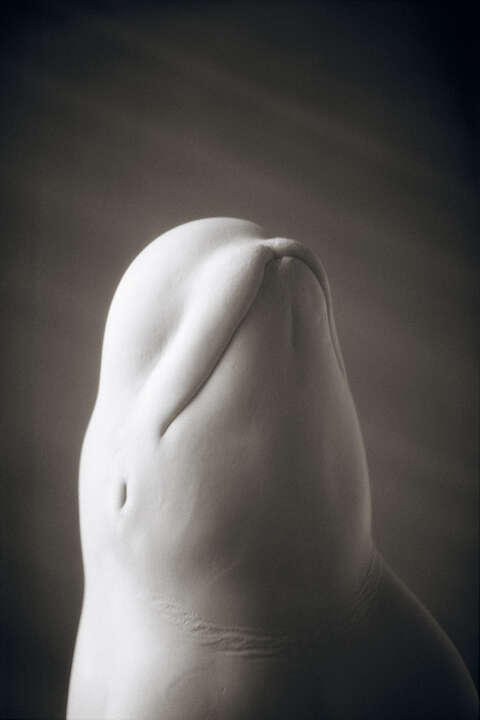 Beluga Whale by Henry Horenstein