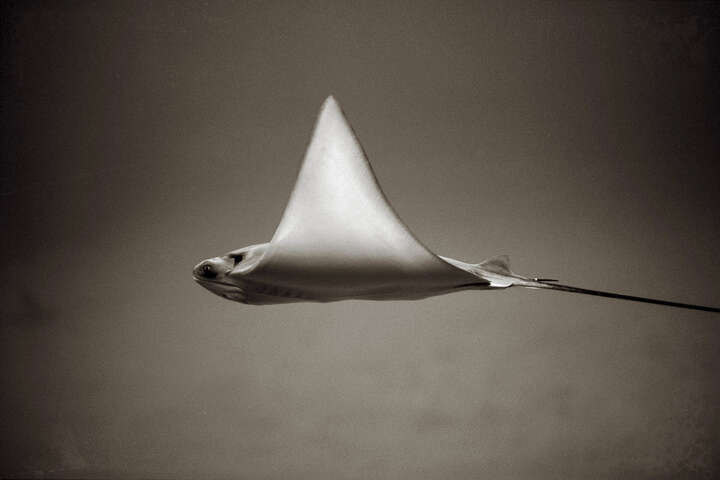   Bullnose Ray by Henry Horenstein