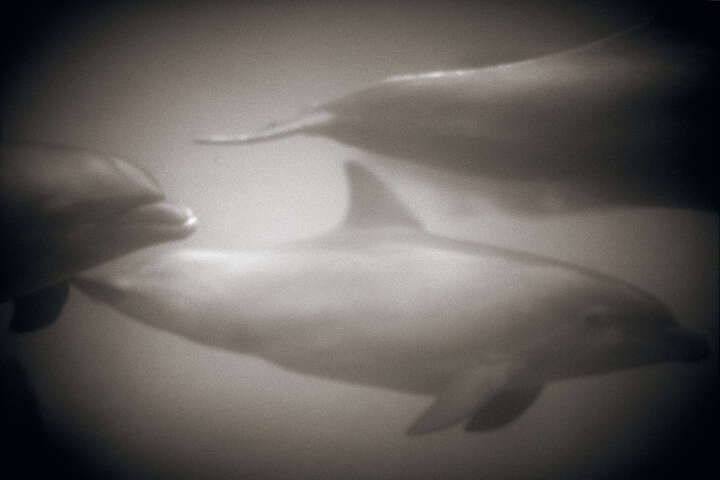   Bottlenose Dolphin III von Henry Horenstein