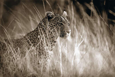   Leopard in high grass by Horst Klemm