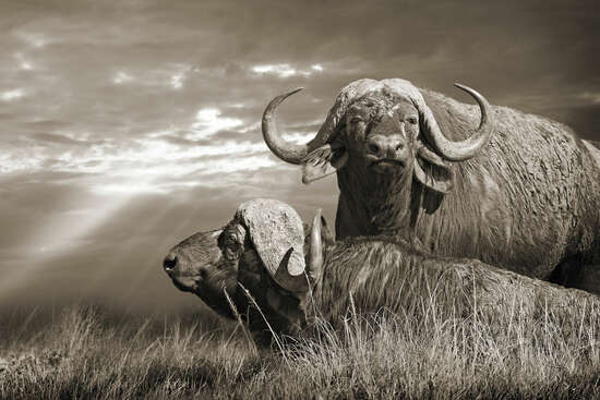 Serengeti Buffaloes, Tanzania