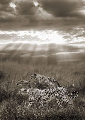   Cheetahs hunting, Serengeti, Tanzania von Horst Klemm