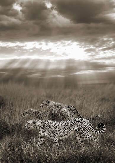 Cheetahs hunting, Serengeti, Tanzania