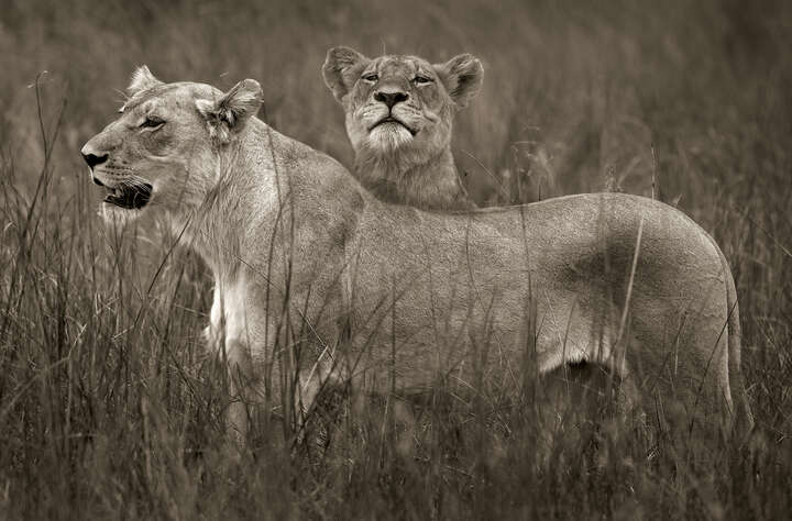 Lion sisters von Horst Klemm