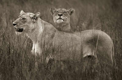   Lion sisters by Horst Klemm