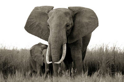   Elephant and baby by Horst Klemm